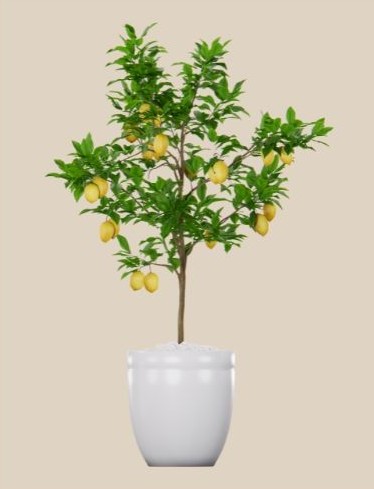 Limonero Citrus