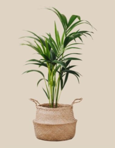 Palmera California